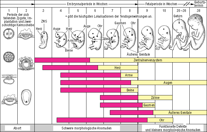 embryonale Entwicklungsphasen